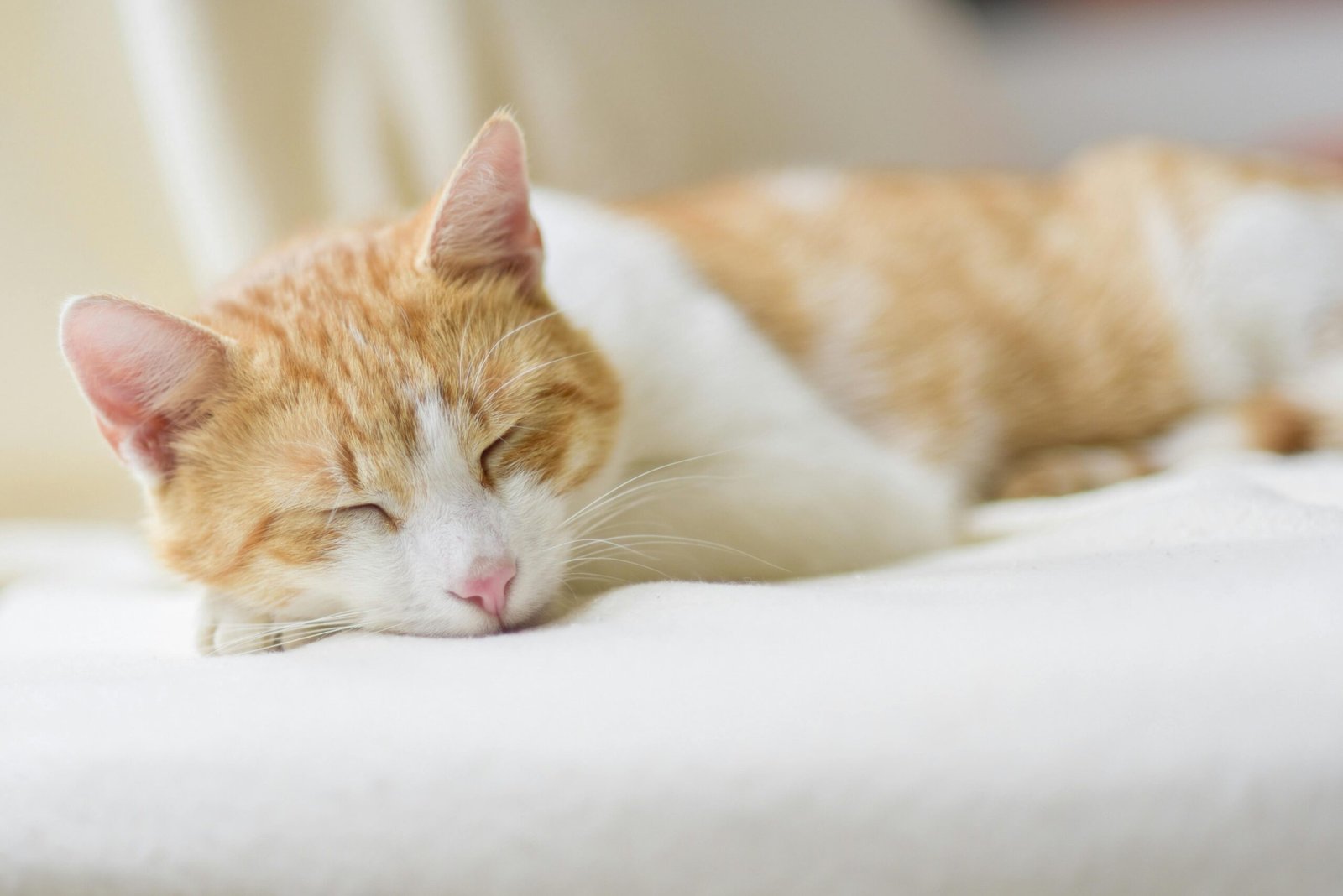 Gato durmiendo en la cama