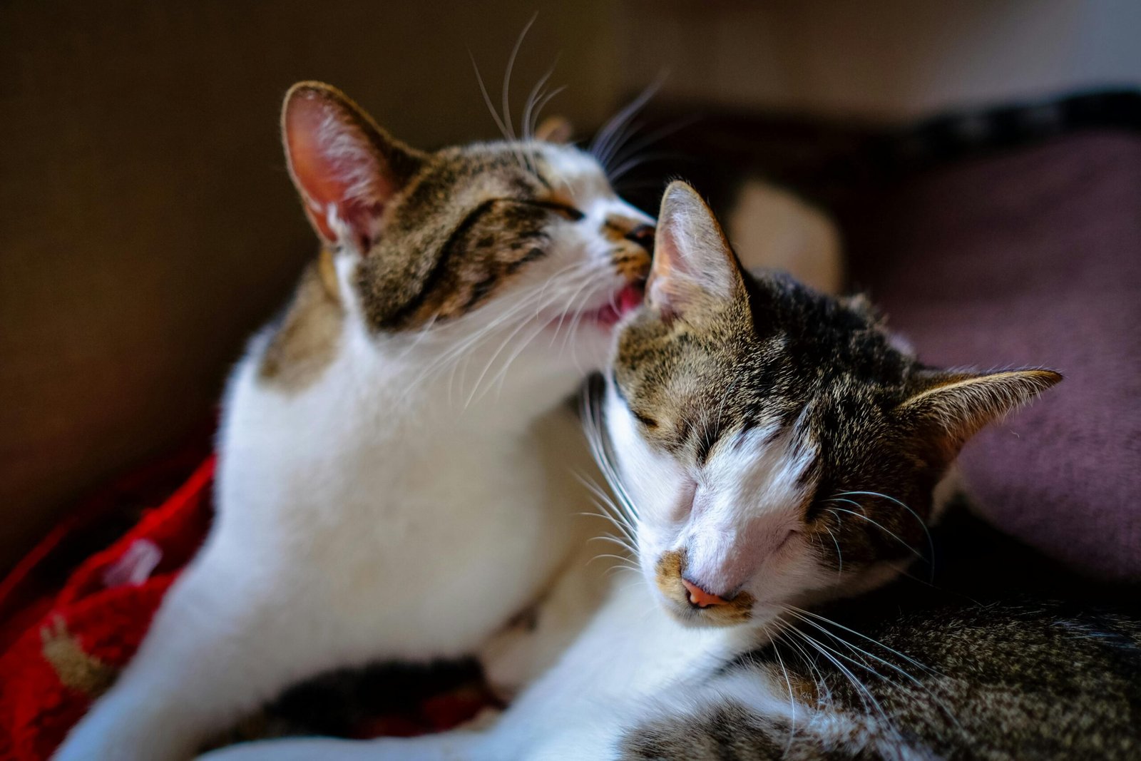 Gatos lamiéndose y tragandose bolas de pelo.