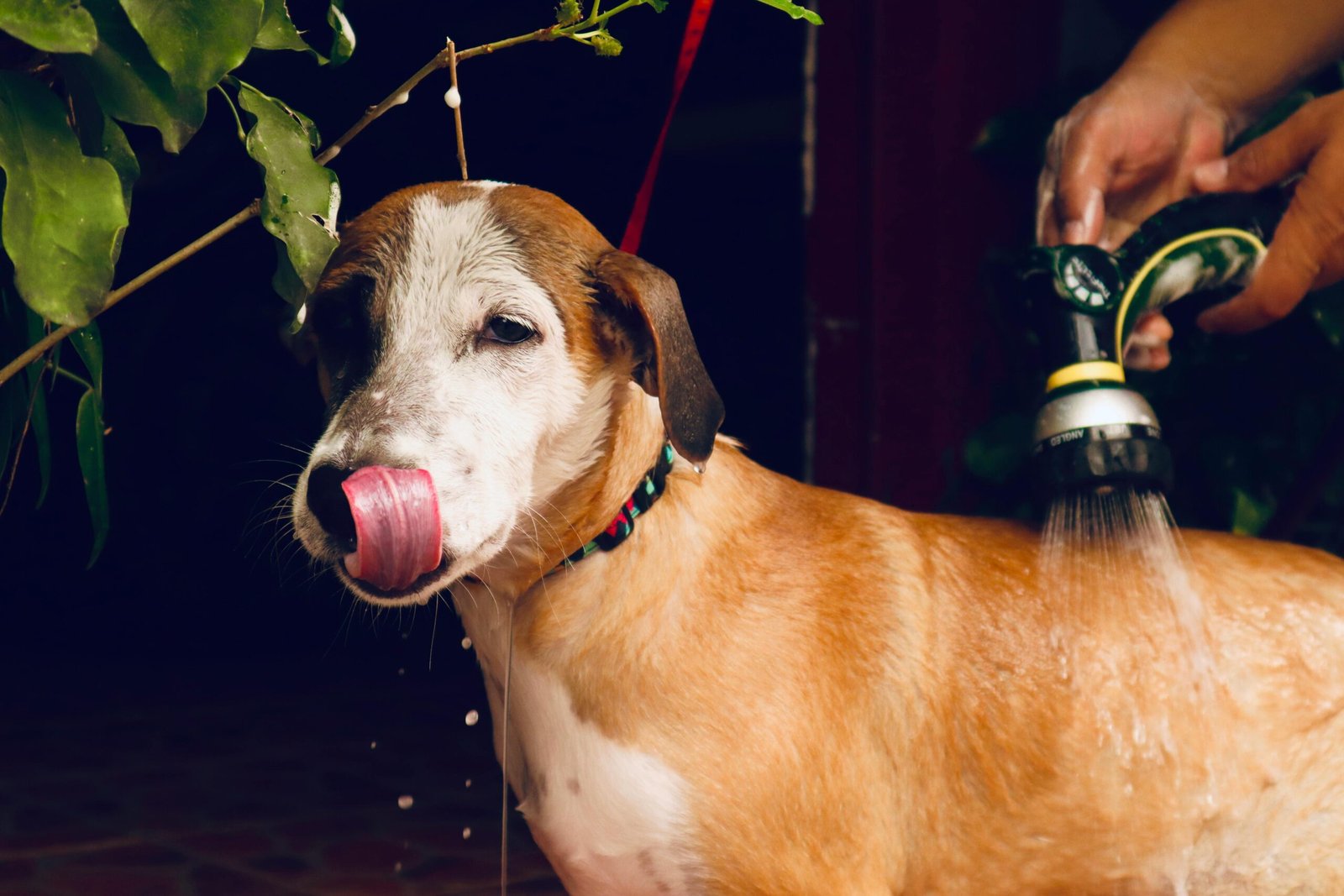 Hiegene de perro