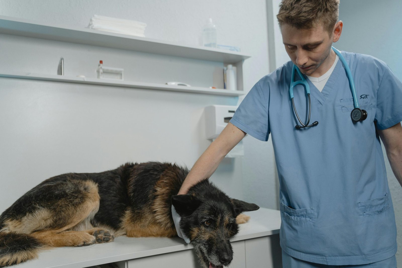 Perro en enfermería para control.