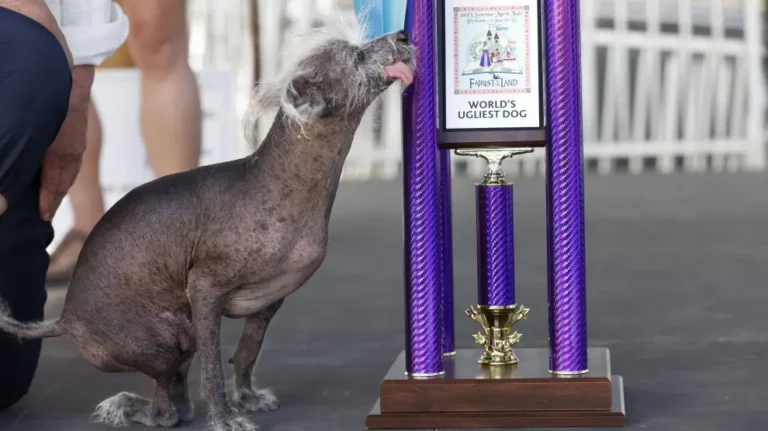 Perro con trofeo en el campeonato del perro más feo del mundo.