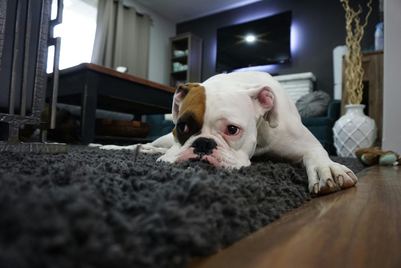 perro sobre alfombra con expresión triste